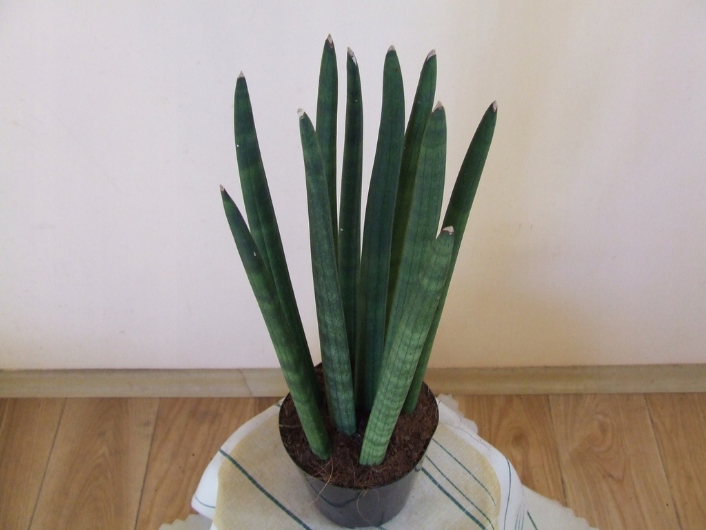 Sansevieria Cylindrica Sansewieria W Ownica Cm