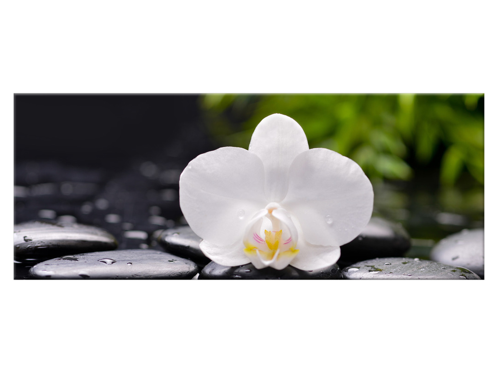 

Obraz Biała orchidea 100x40 Kwiaty 1707A_1I Płótno