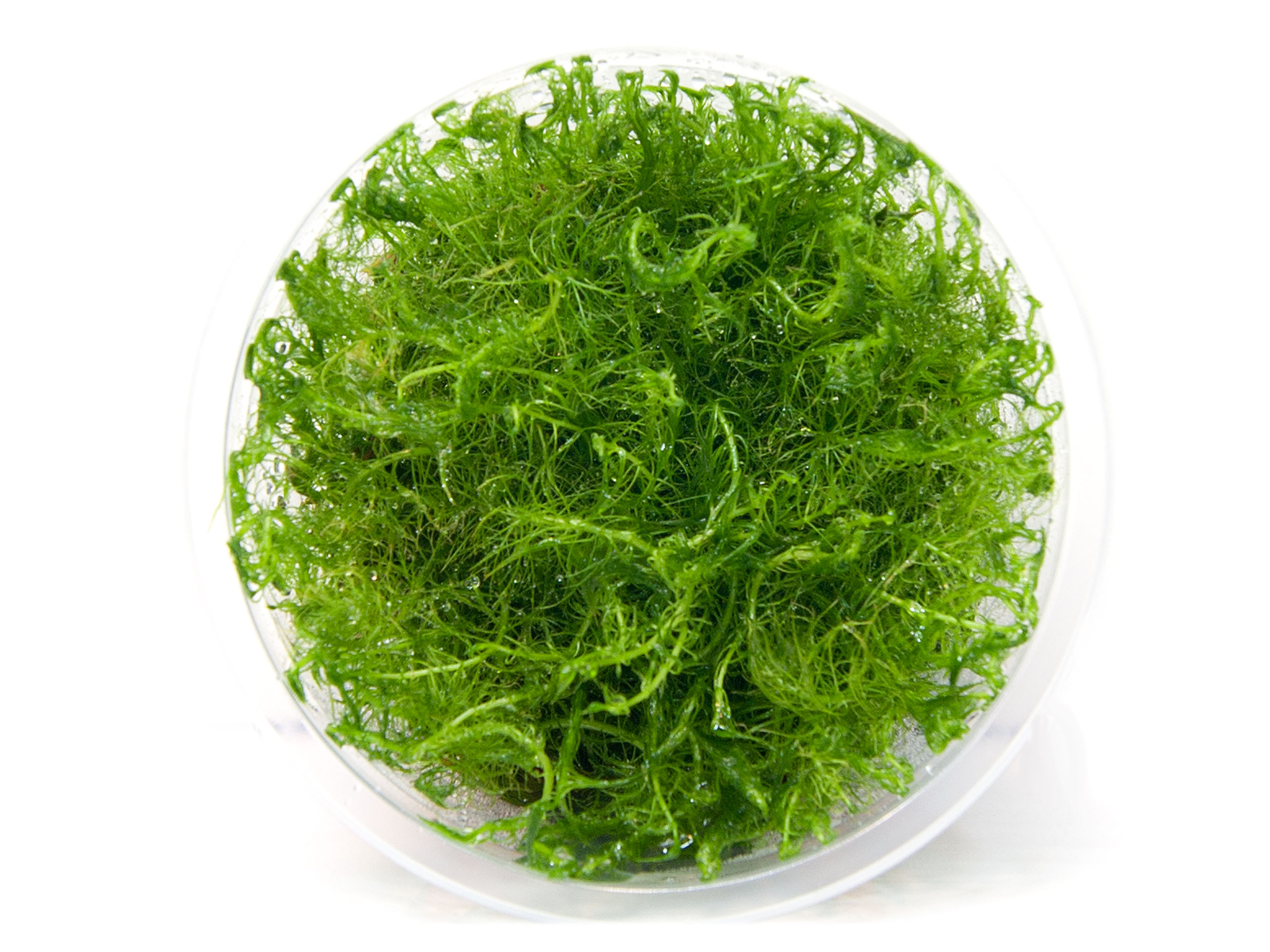 Bacopa myriophylloides OKÓŁKOWA kubek 10cm InVitro