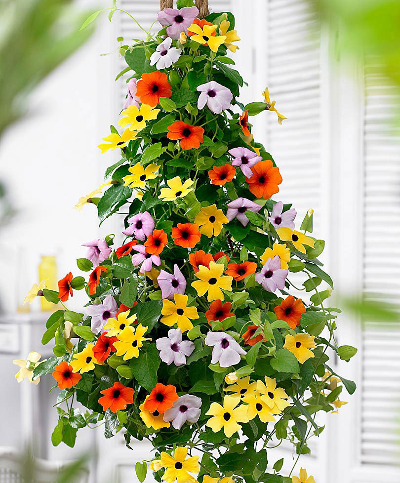 TUNBERGIA MIESZANKA NASIONA 0,5G/L