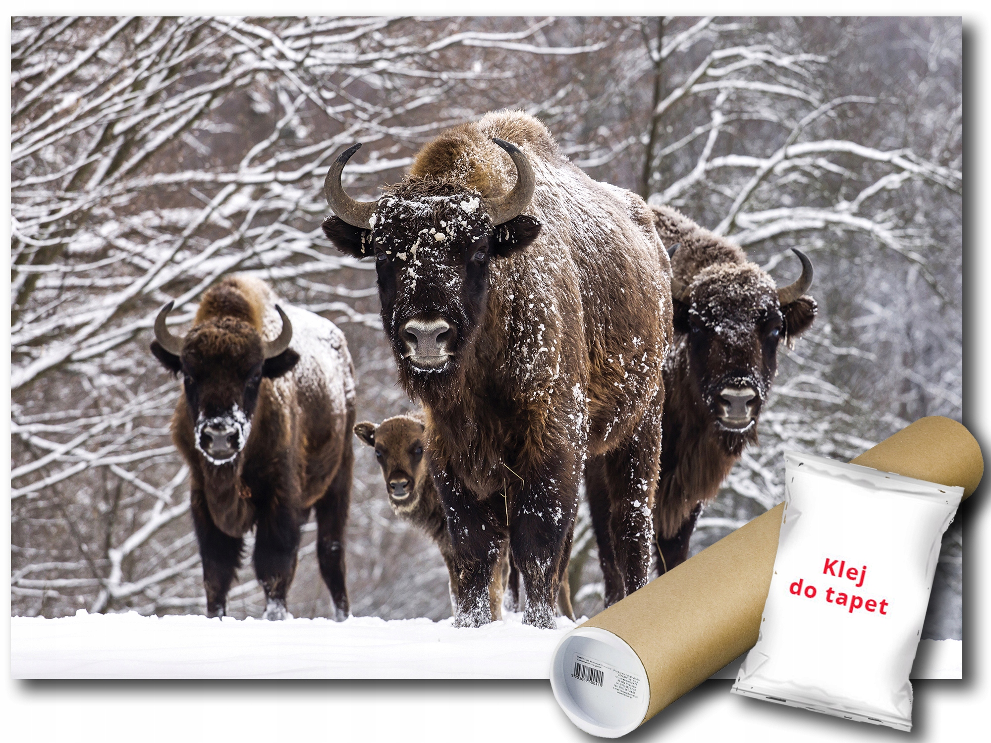 Fototapeta Žubr Zubry 12A V8 368x254 F3669