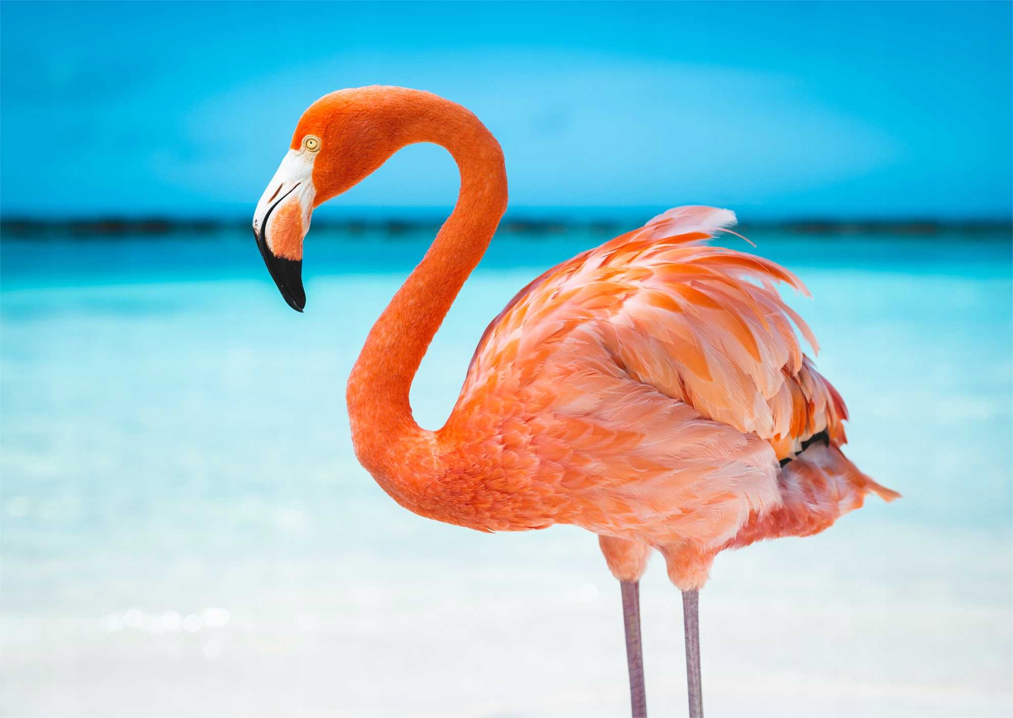 

Fototapety 3D Fizelina Flamingi 260x173 Max Wybór