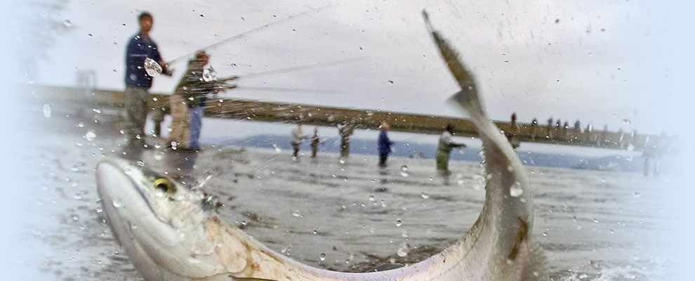 5 X DROP SHAD JASKÓŁKA 7,5 cm SUPER PRZYNĘTA EXO 3 Kod producenta 475-702