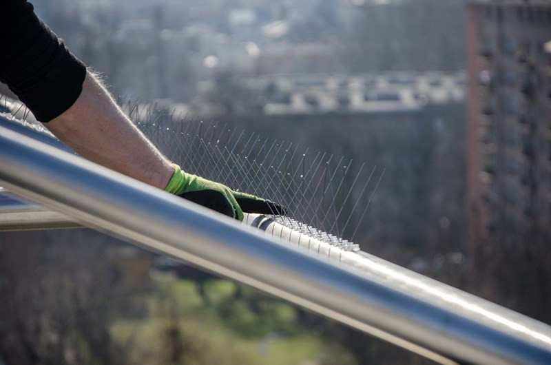 GĘSTE KOLCE PRZECIW PTAKOM GOŁĘBIOM PRODUCENT Rodzaj kolce