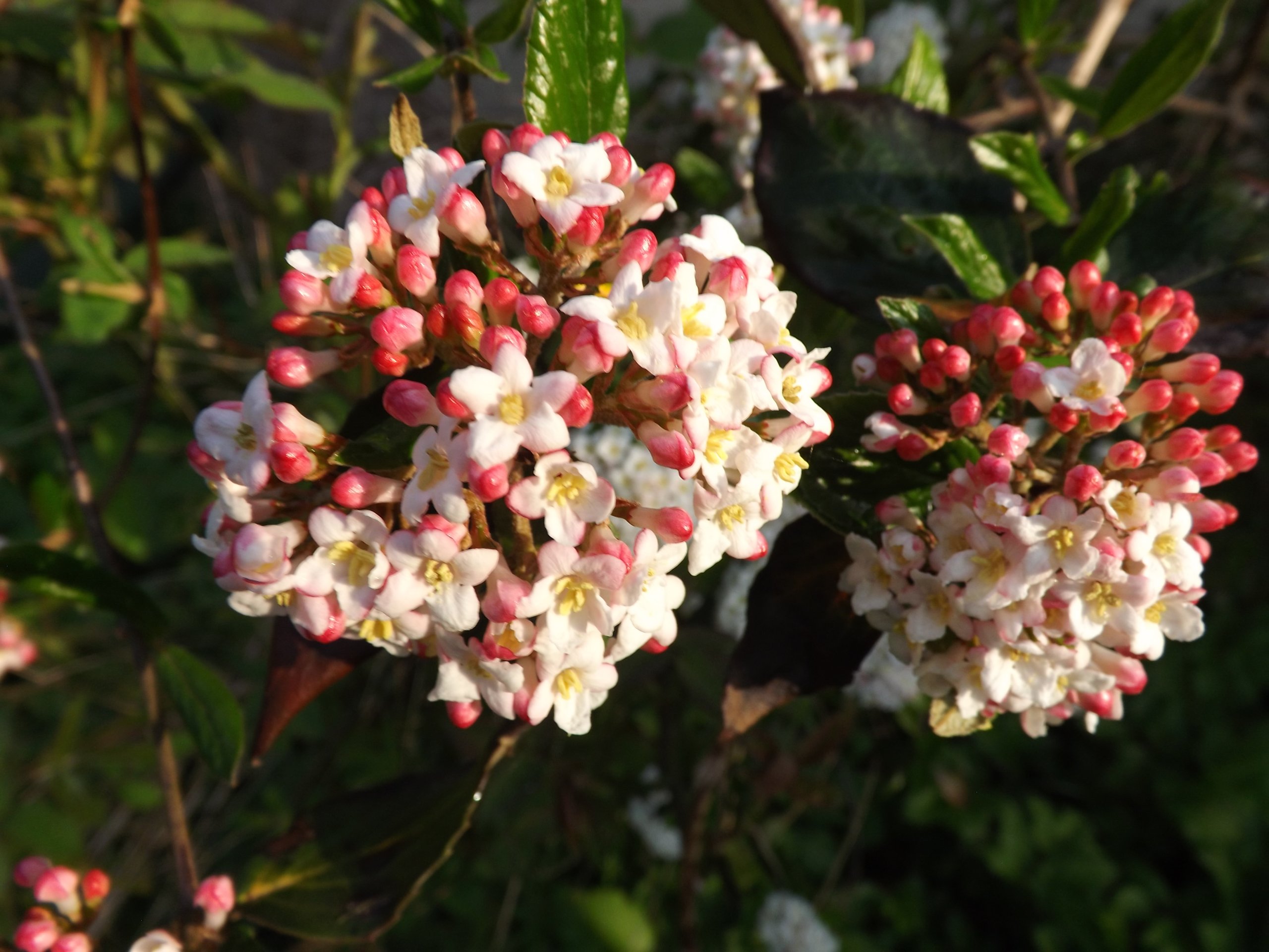 Что будет если понюхать куст невесты. Калина Берквуда. Viburnum burkwoodii. Ароматный куст. Душистый кустарник.