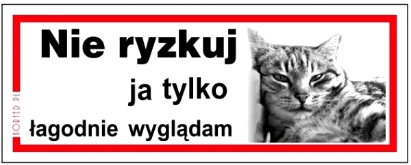 

Tablica Kot Nie Ryzykuj Ja Tylko Łagodnie Wyglądam