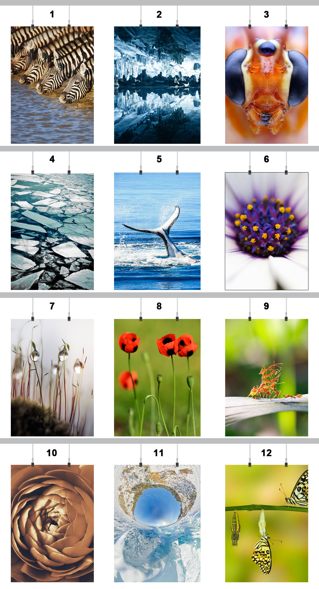 PLAKAT NATURA ROŚLINY 50x70 CM 30 WZORÓW MATOWY Marka inna