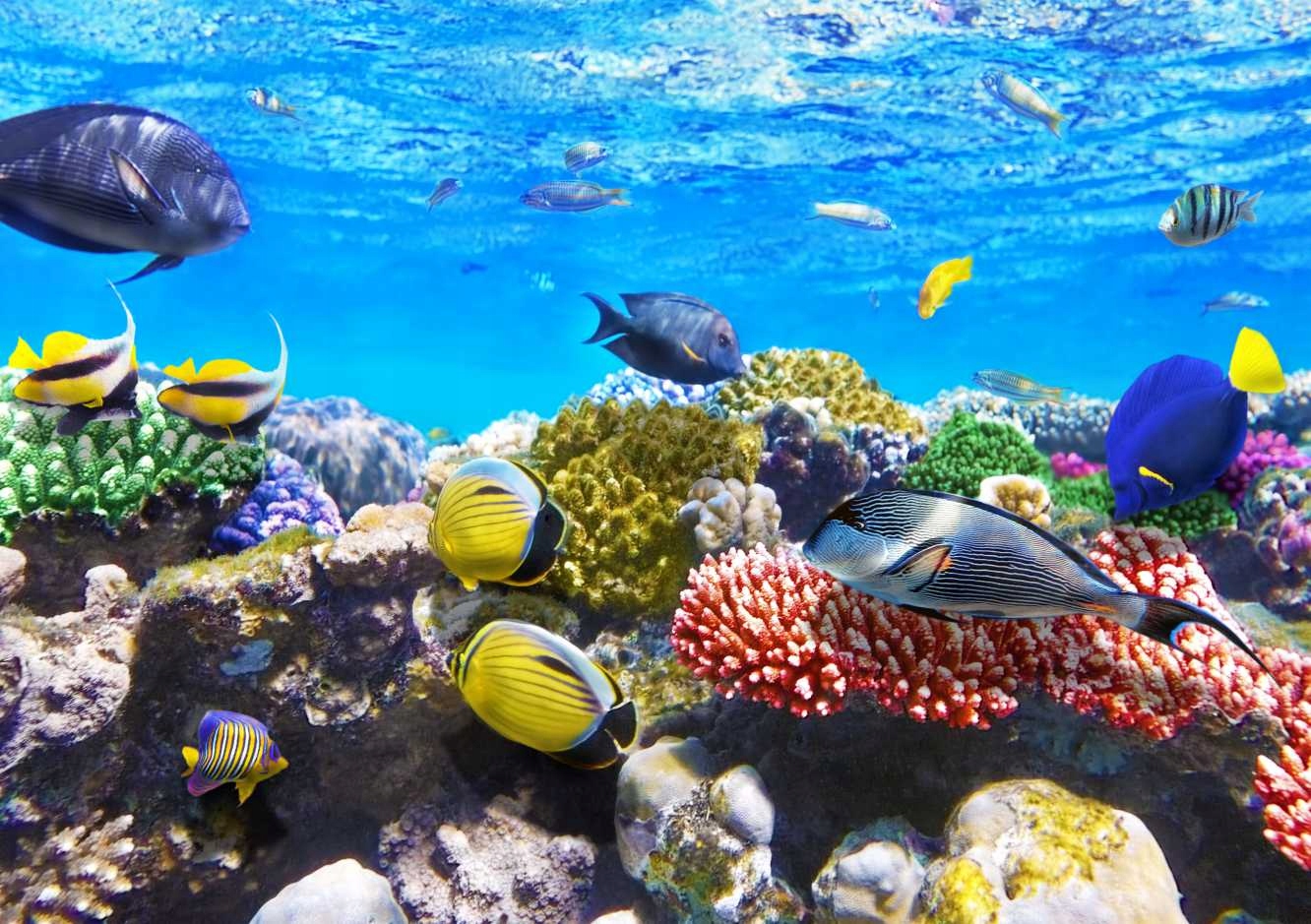 рыбы на красном море