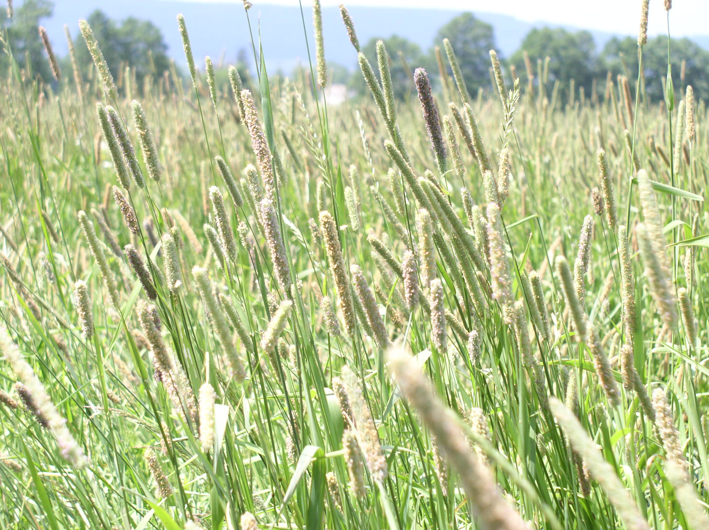 TYMOTKA ŁĄKOWA 5 kg