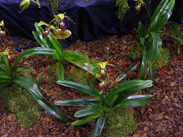 KORA PINIOWA PINUS PINASTER PORTUGALSKA GRUBA 2L marina-comfort Marka inna