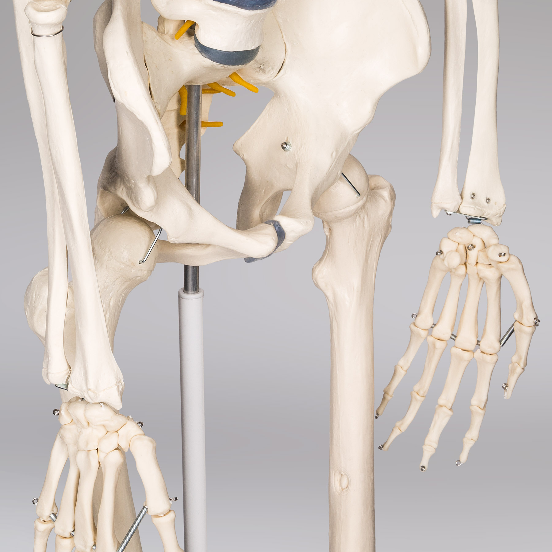 Модель анатомического скелета человека 400502 Цвет Многоцветный
