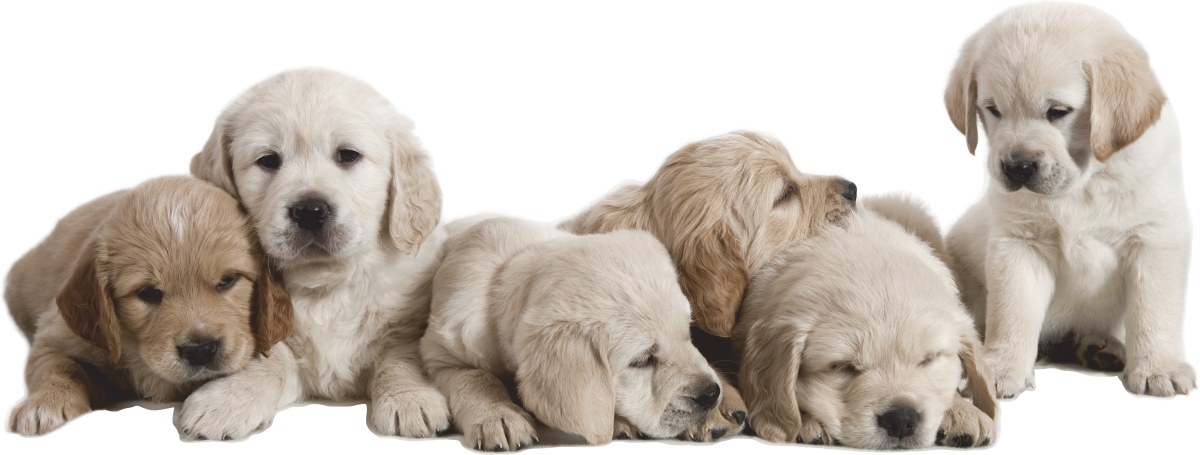 NAKLEJKI NA ŚCIANĘ Psy LABRADORY 2 70x27 cm