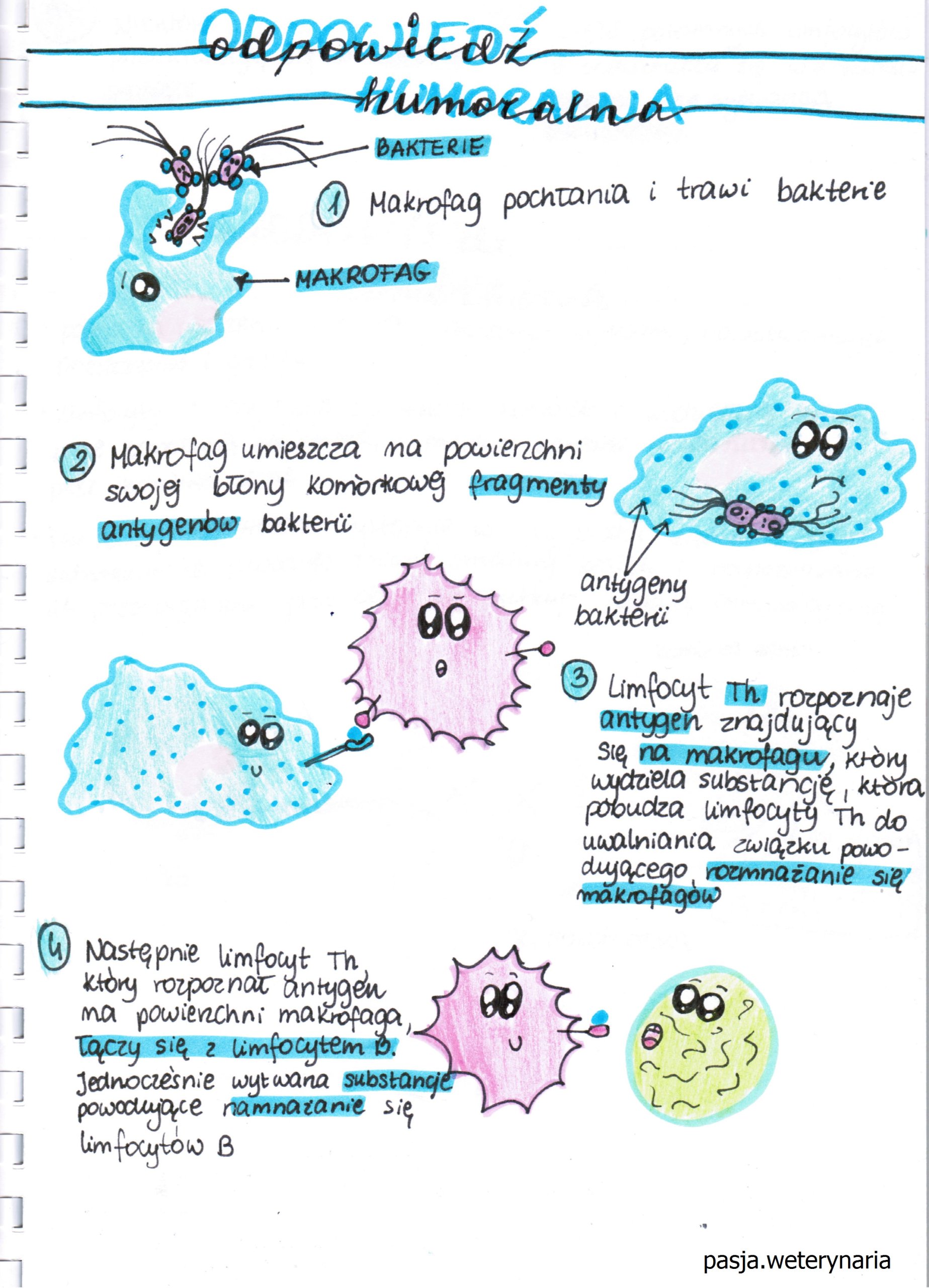 NOTATKI BIOLOGIA I CHEMIA MATURA 2018 2019 2020 ...