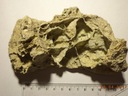 фото mini №2, Scale osadowa - martwica wapienna