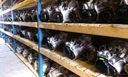 Коробка 6 передач rsw vw vi, jetta3, купить с разборки