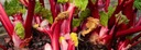 фото mini №6, Rhubarb victoria perennial seed rabarbaru toraf