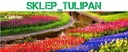 фото мини №5, Будлея фуксия магазин_ тюльпан.