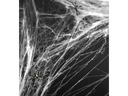фото mini №7, Cobweb partypal 20g black