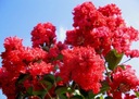фото mini №5, Lagerstroemia indica color combination 20 seed