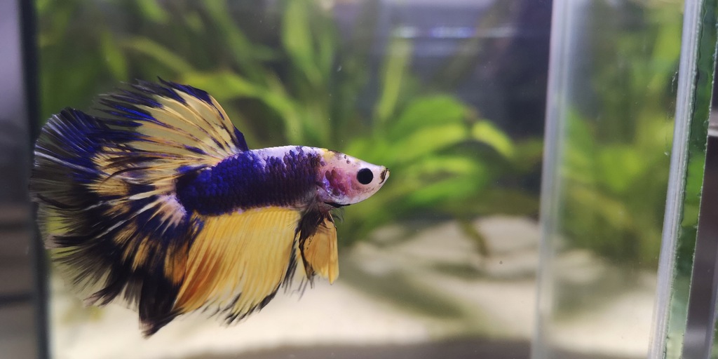 Bojownik Hm Yellow Fancy - Betta Fish Store
