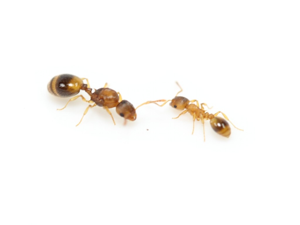 Temnothorax crassispinus kolonia mrówek HIT