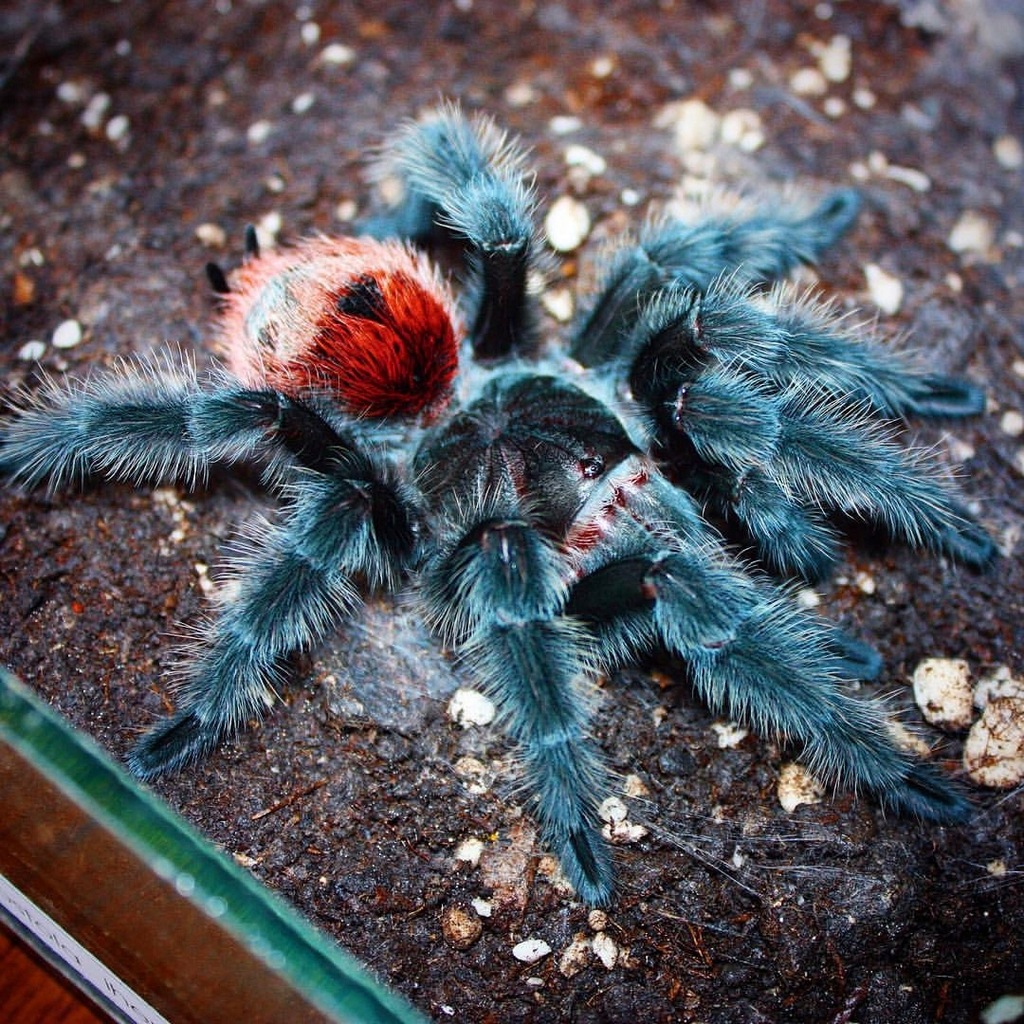 Grammostola iheringi L2/3 Rarytas, ostatnie sztuki