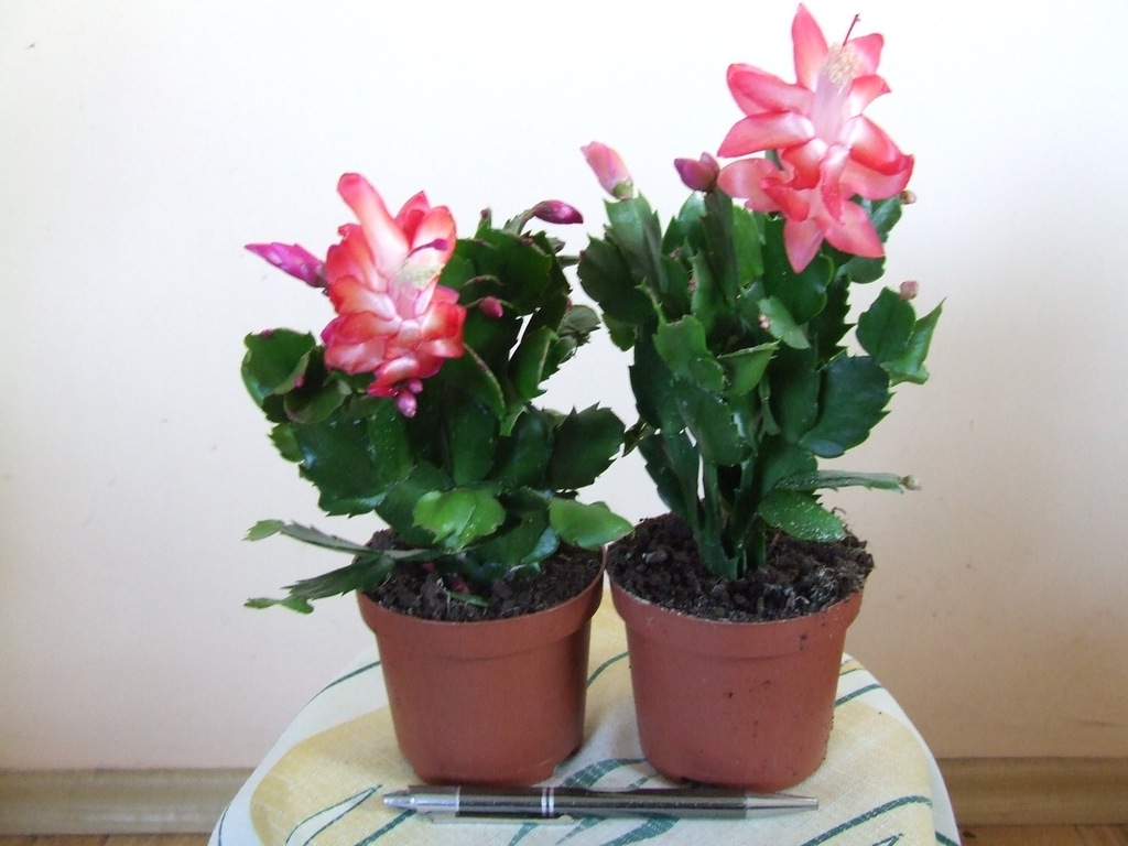 GRUDNIK ZYGOKAKTUS SZLUMBERGERA kwitnąca 20cm