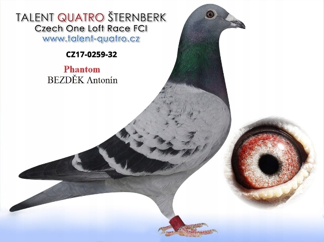 PIEKNY SAMIEC CZ 17r z WG TALENT QUATRO