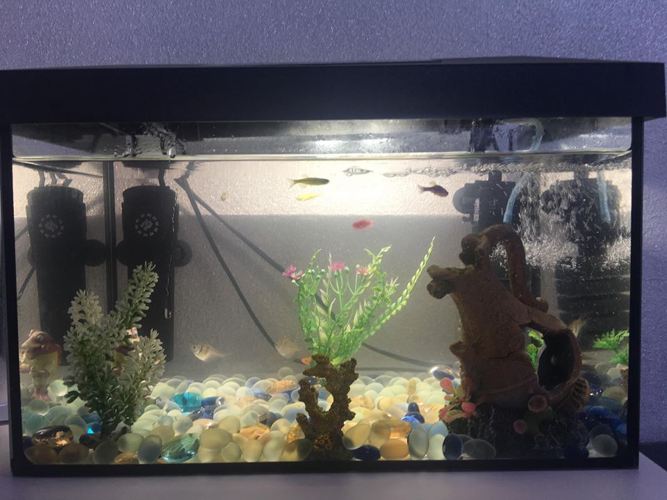 akwarium +akcesoria