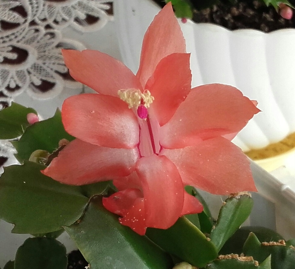 SCHLUMBERGERA ### ŁOSOSIOWA### GRUDNIK EPIPHYLLUM