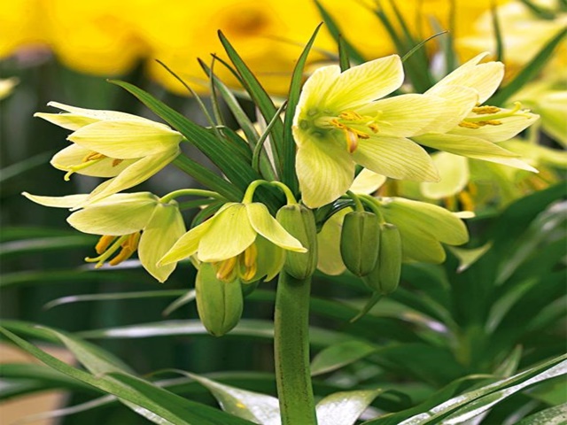 FRITILLARIA-SZACHOWNICA RADDEANA #NOWOŚĆ# *B