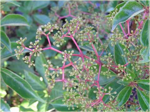 pnącza Winobluszcz Henryego Parthenocissus henryan