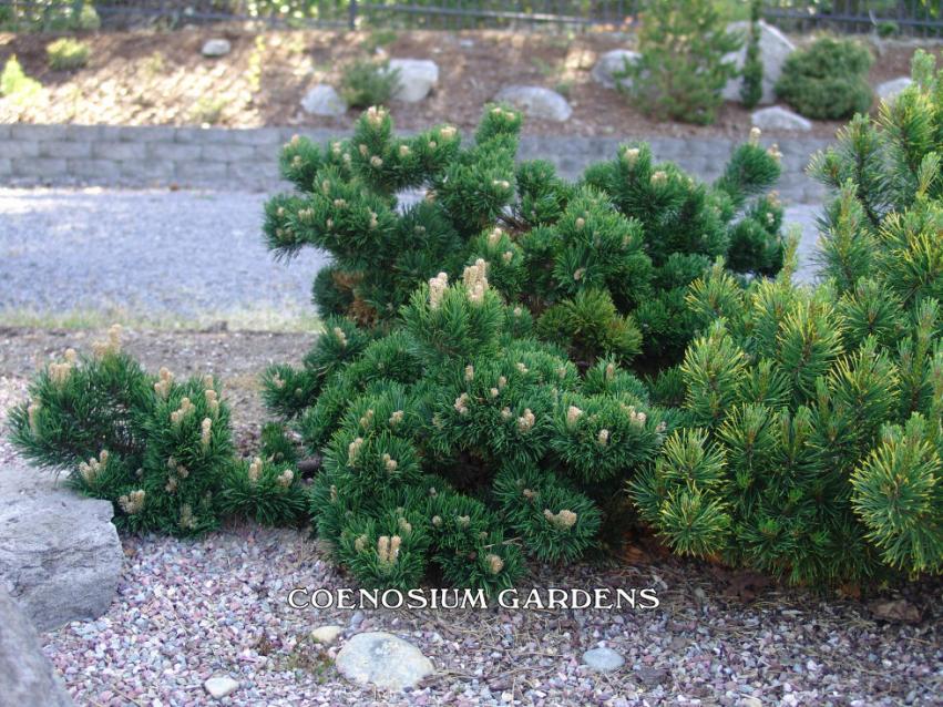 Pinus mugo 'Jacobsen' - Sosna górska FORMA PIENNA