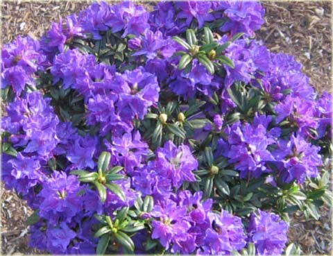 Rododendron miniaturowy Gristede jasnofioletowy