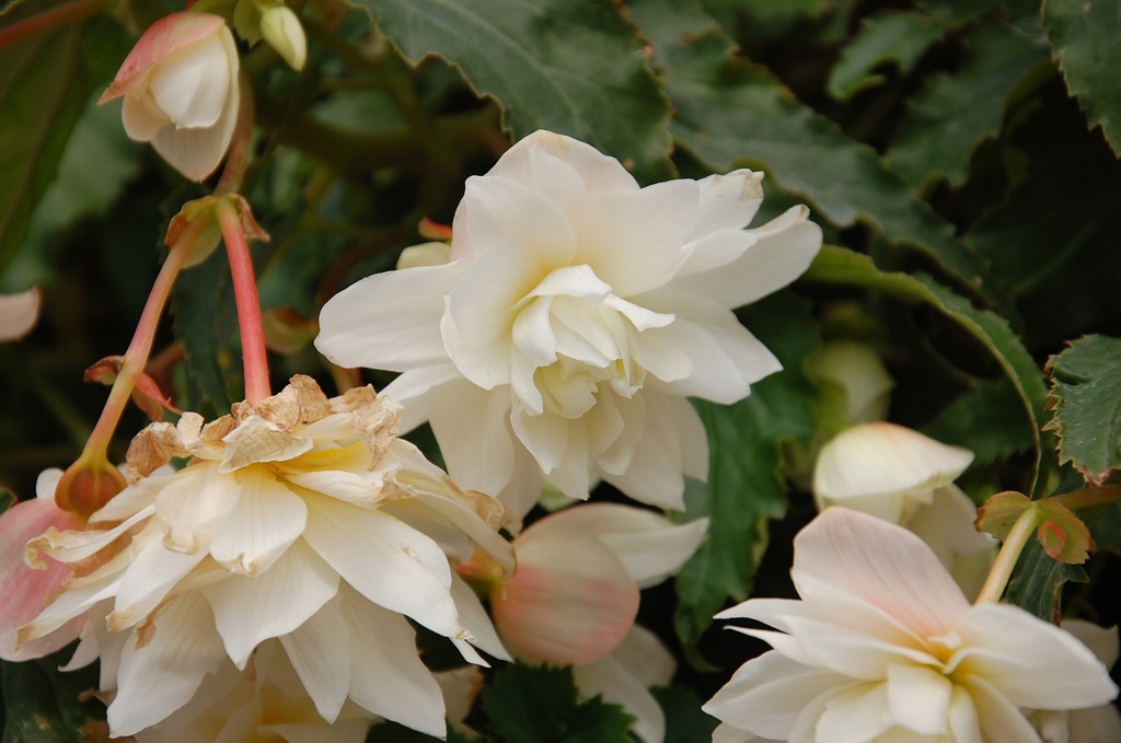 Begonia zwisająca boliwijska Belleconia Snow