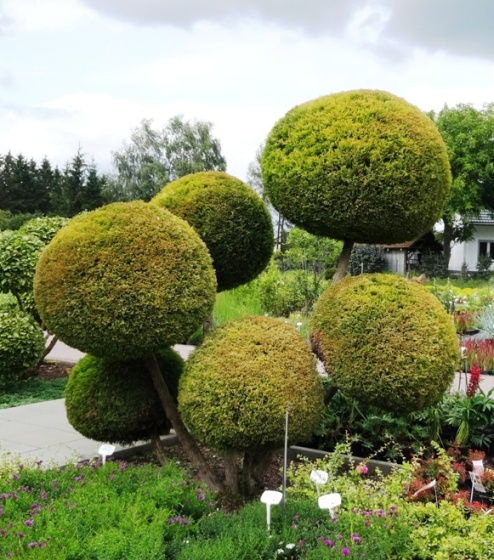 Formowany Żywotnik 'Rheingold' TUJA THUJA - KULE !