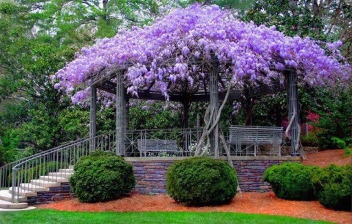 GLICYNIA- WISTERIA- FIOLETOWE PNĄCZE - BARDZ ŁADNE