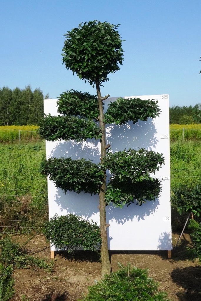 BONSAI Formowany Wiąz syberyjski nr 371_260cm
