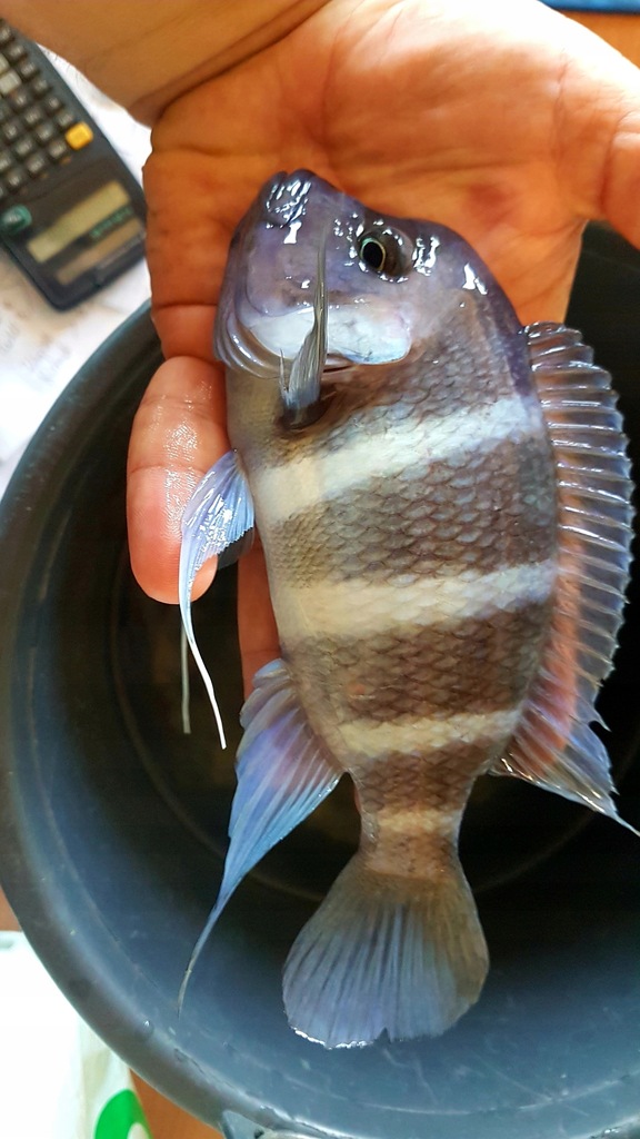 Frontosa blue zaire moba f1 Samica
