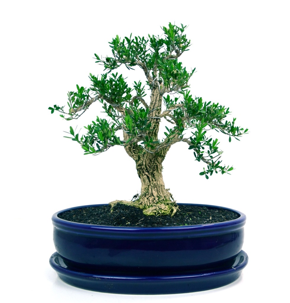 Bukszpan Harlandii - bonsai domowy
