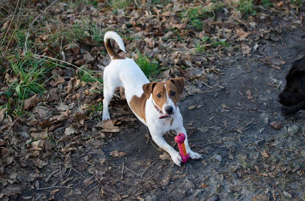 Spajki szuka nowego domu! Jack Russell Terrier