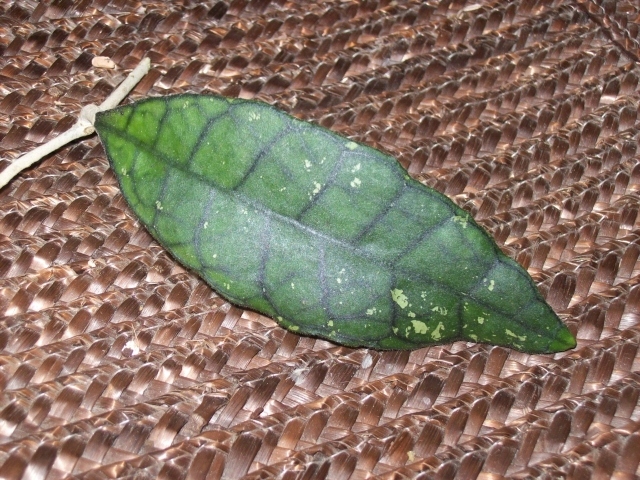 Hoya hoja finlaysonii EPC-317