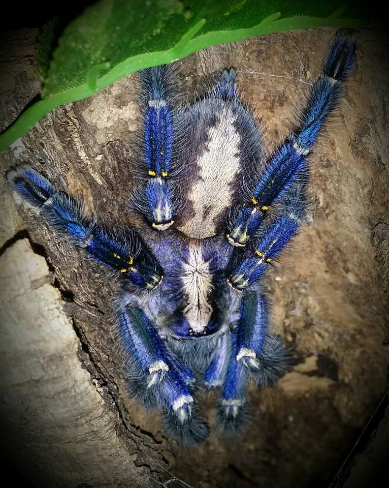Ptasznik P.metallica 1.5-2DC SPIDER-ZONE + GRATIS