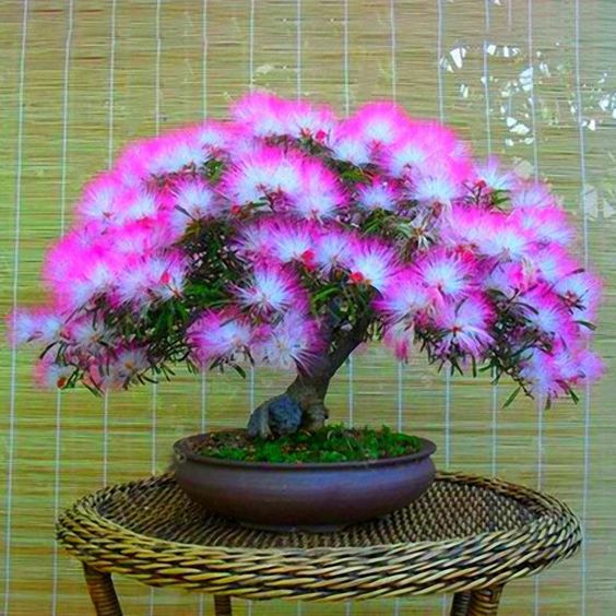 Wyjątkowe kolorowe bonsai Akacja - nasiona