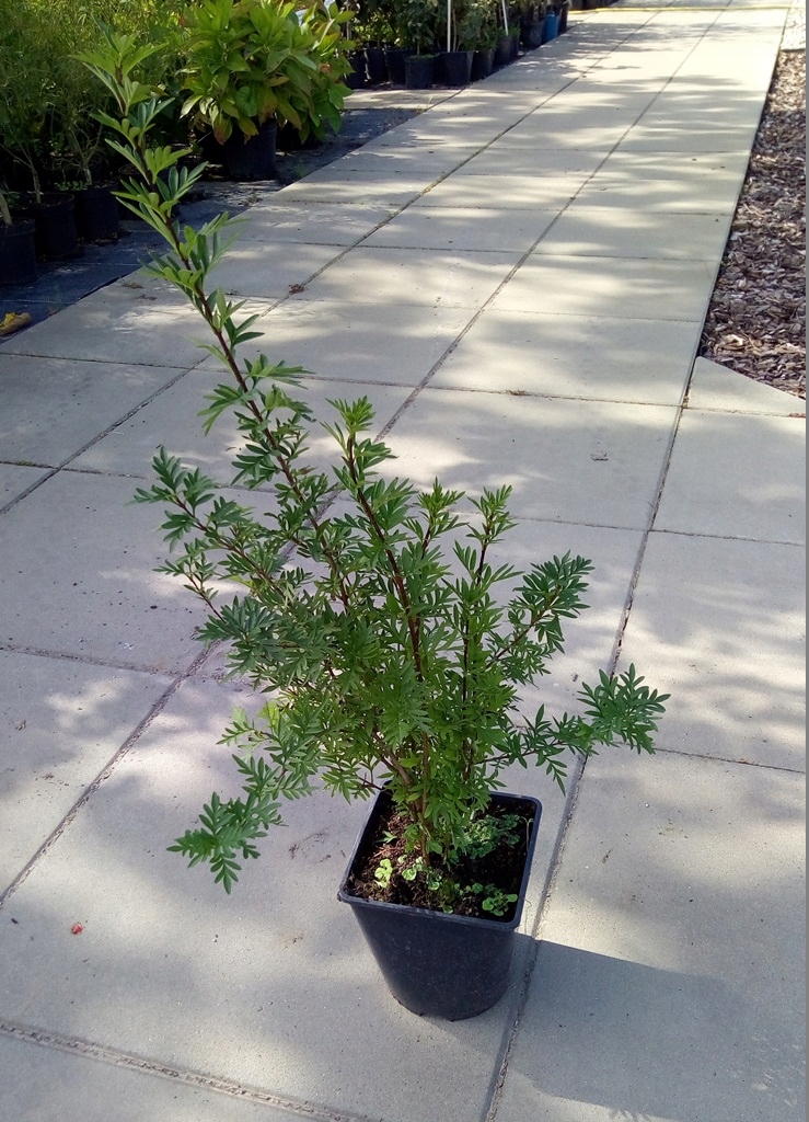 LILAK AFGAŃSKI Syringa protolaciniata 30-40cm