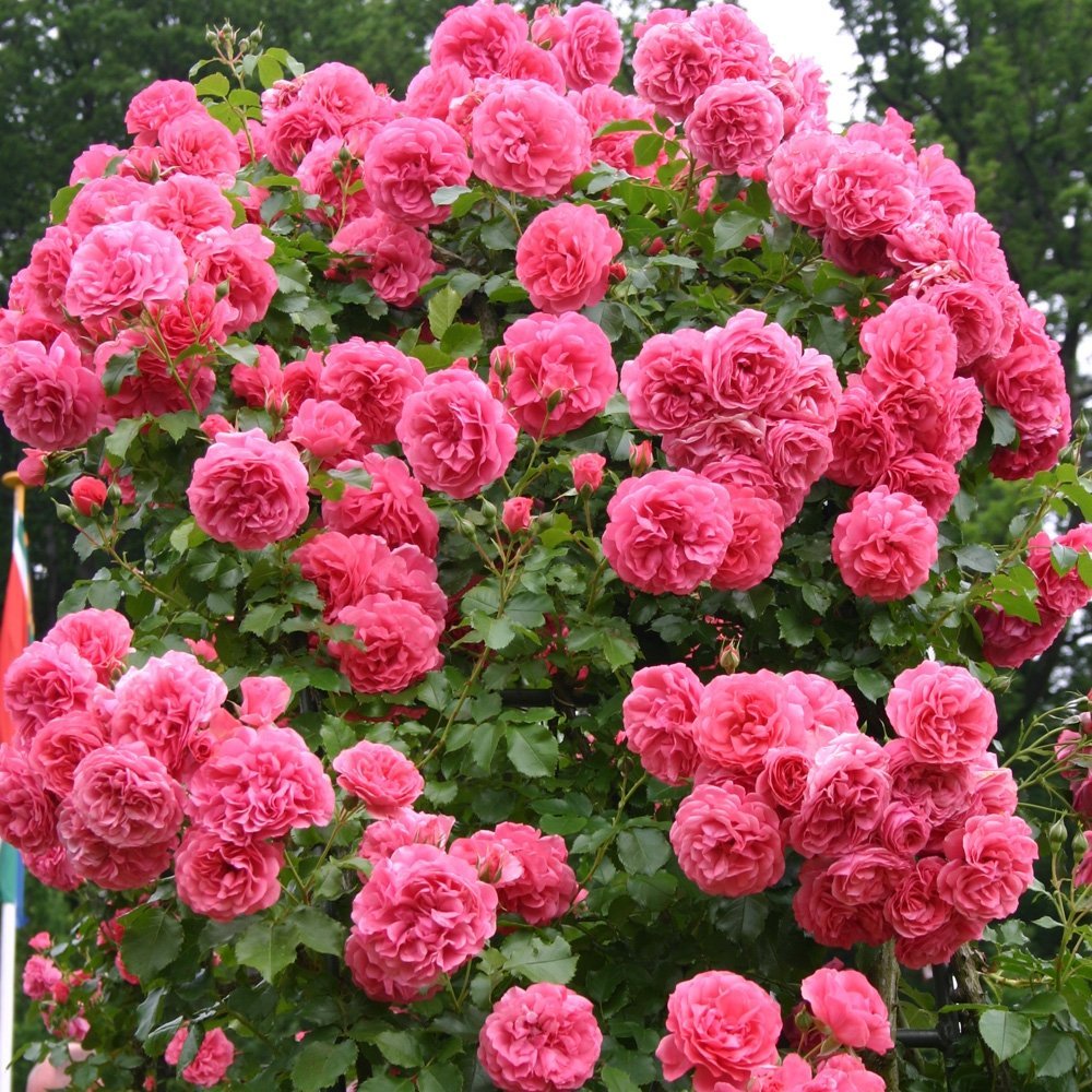 Róża Rosarium Uetersen-królowa róż !