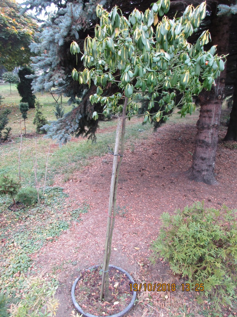 Trzmielina na pniu. H = 180cm.
