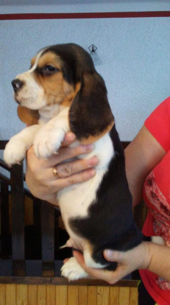 Sprzedam szczeniaki beagle