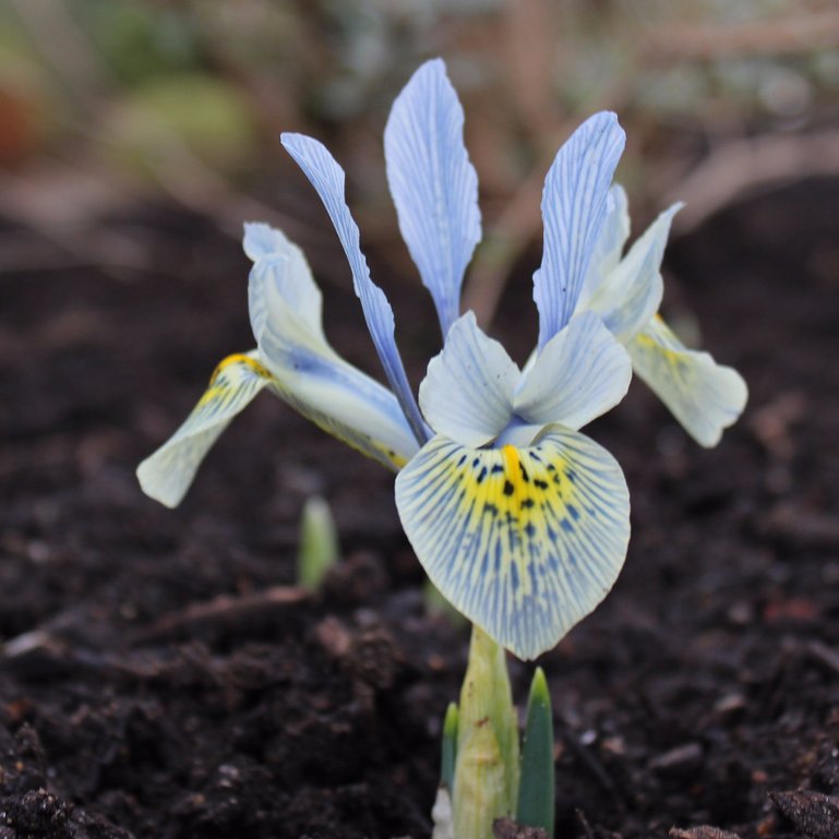Irys żyłkowany Kaherine Hodgkin Iris