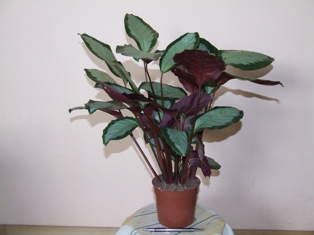 KALATEA CALATHEA PICTURATA ARGENTEA WYPRZEDAŻ